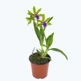 Duftorchidee Zygopetalum Impasto green