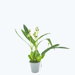 Encyclia Green Hornet mit grünen Blüten