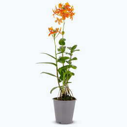 Epidendrum Nordic Fire Dauerblüher mit orangener Blüte