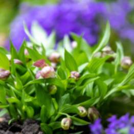 Gartenorchidee Cypripedium