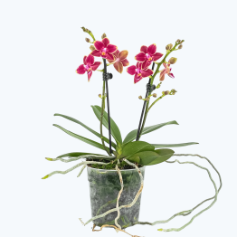 Phalaenopsis Orchidee Sogo Gotris