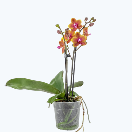 Phalaenopsis Orchidee Sogo Lawrence