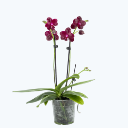 Phalaenopsis Orchidee Sogo Relex