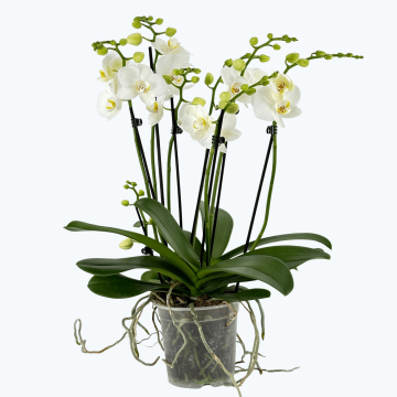 Phalaenopsis XXL mit 5+ Rispen