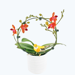 Rundbogen Orchidee mit orangenen Blüten, Keramik und Deko