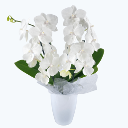 Wasserfall Table Dance Orchidee Big Lip mit Keramik und Dekovlies