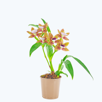 Zygopetalum Hybride mit braun-violetten Blüten