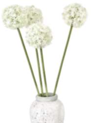 Allium (1 Stiel)