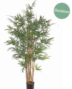 Bambusbaum 195 cm (Outdoor geeignet)