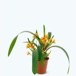 Maxillaria Variabilis