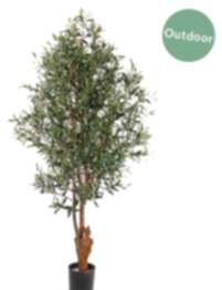 Olivenbaum 170 cm (Outdoor geeignet)