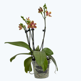 Wachsblumige Phalaenopsis mit gefleckten Blüten und 2+ Rispen