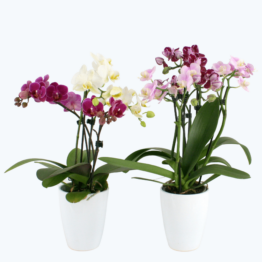 Cocktail Orchideen im 2er Set mit 3+ Rispen inkl. Keramik