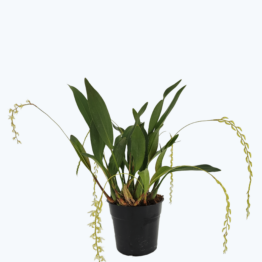 Duftorchidee Dendrochilum cobbianum mit 4+ Rispen