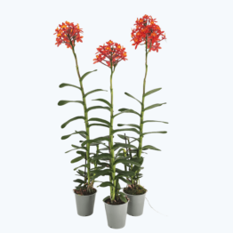 Epidendrum Nordic Fire Dauerblüher XXL mit orangen-roten Blüten im 3er Set