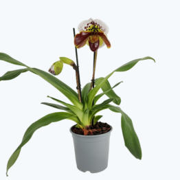 Frauenschuh Paphiopedilum Amerikanische Hybride mit zweifarbigen Blüten und 2 Rispen (15cm Topf)