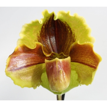 Frauenschuh Paphiopedilum Lippewunder mit großer braun-gelben Blüte und 1 Rispe