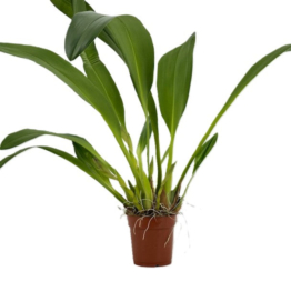 Maxillaria  Hybride Solitär Rarität