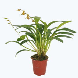 Mini-Orchidee Masdevallia polysticta yellow