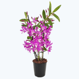 Dendrobium Rainbow Dance mit pink-weißen Blüten