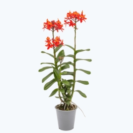 Epidendrum Nordic Fire Dauerblüher mit orange-roten Blüten und 2+ Rispen