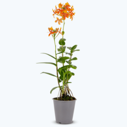 Epidendrum Nordic Fire Dauerblüher mit orangen Blüten und 2+ Rispen