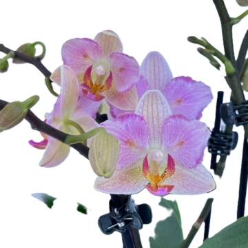 Pelorische Orchidee Table Dance Pia mit hellrosafarbenen Blüten und 2+ Rispen