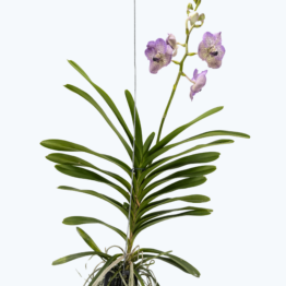 Vanda Orchidee in verschiedenen Farben